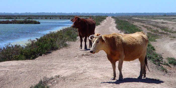放牧の牛が道をふさいで先に進めない！