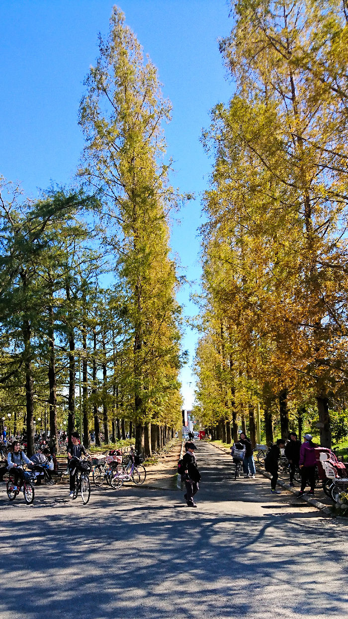 花博記念公園　エントランスアプローチ　メタセコイアの並木道