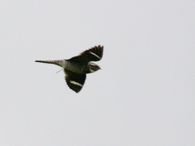 アメリカヨタカ（７態-1）　マイアミ近郊　フロリダ　米国　near by Miami, Florida, USA　2013/06/05　Photo by Kohyuh