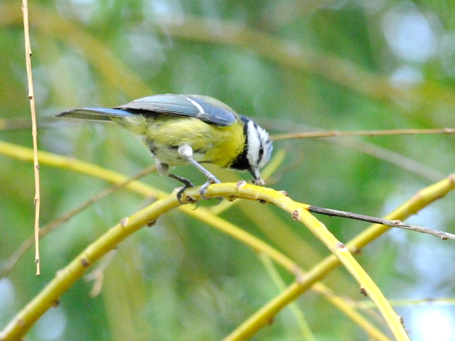 アオガラ （青雀） Blue Tit (Parus caeruleus) - 旅先で出逢った鳥たち