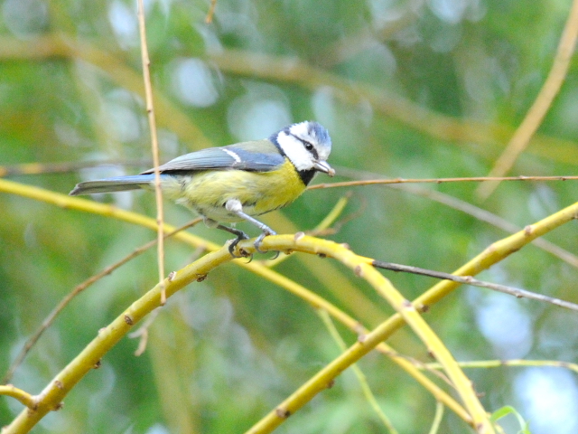 アオガラ （青雀） Blue Tit (Parus caeruleus) - 旅先で出逢った鳥たち