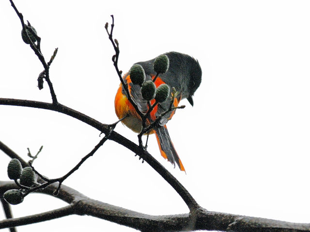 ベニサンショウクイ ♂　成鳥　（６態-4）　賞鳥平台　大雪山国家森林遊楽区　台湾　Bird Watching Deck, Dasyueshan National Forest Recreation Area, Taiwan　2012/11/27　Photo by Kohyuh