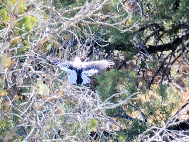 ハイイロホシガラス （４態）　ヨセミテ国立公園　カリフォルニア州　米国　Yosemite National Park, California, America　2013/07/16　Photo by Kohyuh