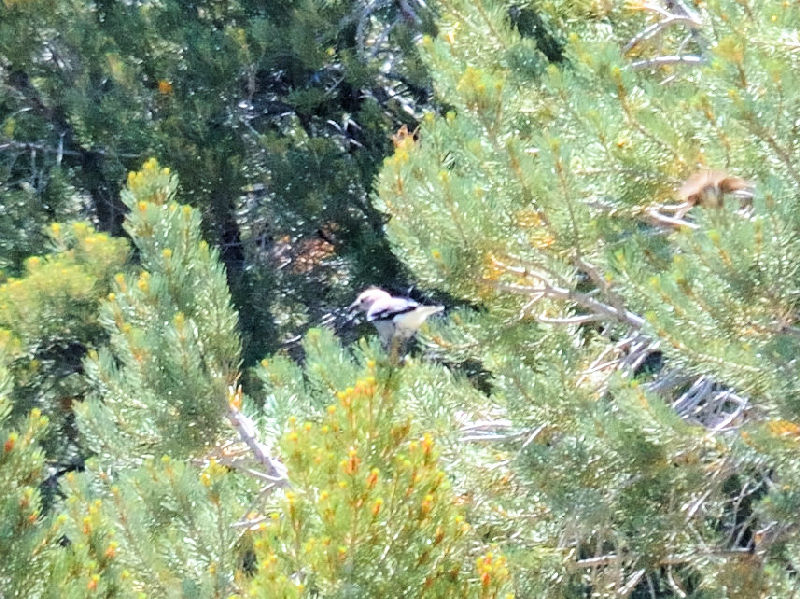 ハイイロホシガラス （４態）　ヨセミテ国立公園　カリフォルニア州　米国　Yosemite National Park, California, America　2013/07/16　Photo by Kohyuh