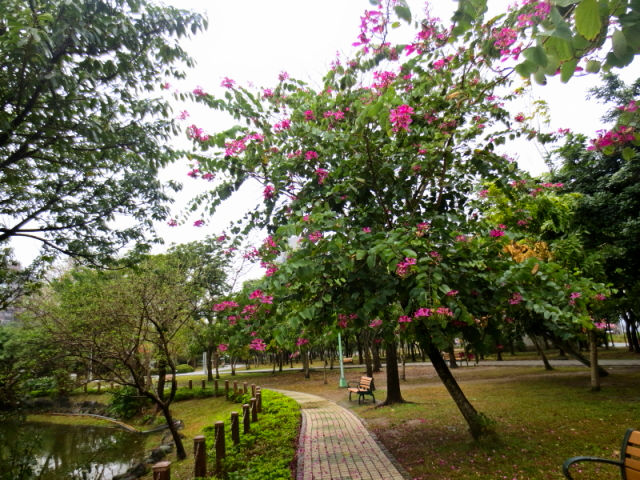 大安森林公園　台北　台湾 （３景-3）