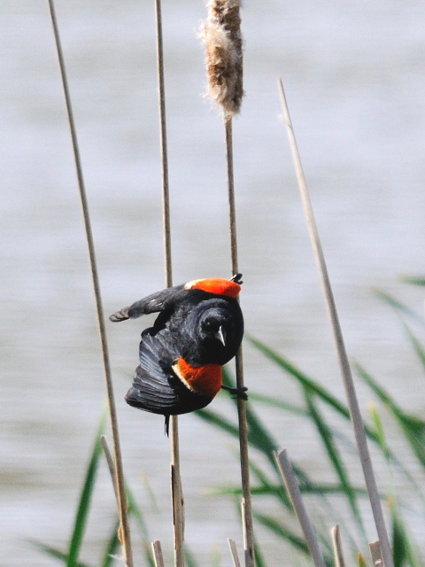 ハゴロモガラス ♂　成鳥　成鳥　（３態-3）　ブロンテ湿地　トロント　カナダ　Bronte Marsh, Toronto, Canada　2013/05/20　Photo by Kohyuh