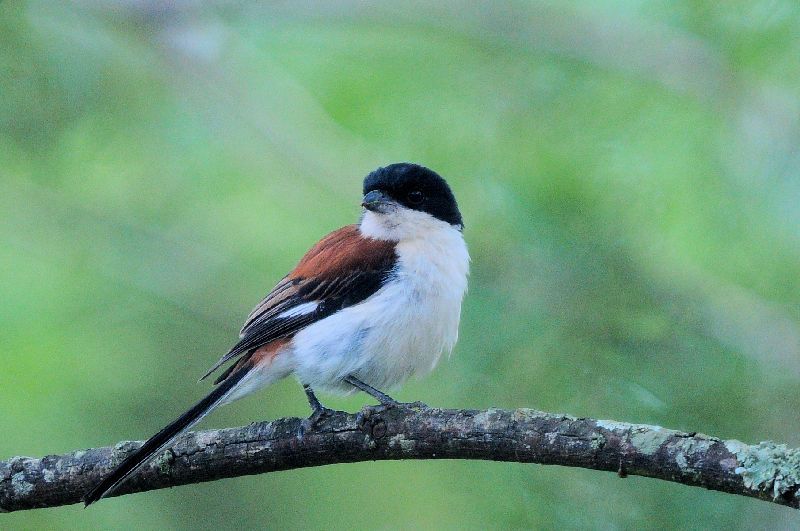 ハイガシラモズ　ダラット　フラワーパーク　ベトナム　Dalat Flower Park, Vietnam　2024/07/15　Photo by Kohyuh