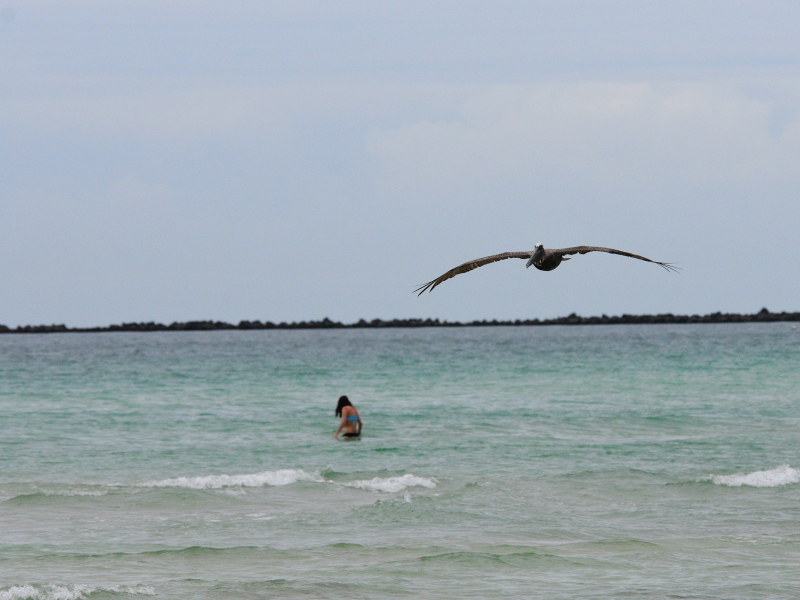 カッショクペリカン （７態-2）　マイアミビーチ　フロリダ　米国　Miami Beach, Florida, USA　2013/06/02　Photo by Kohyuh