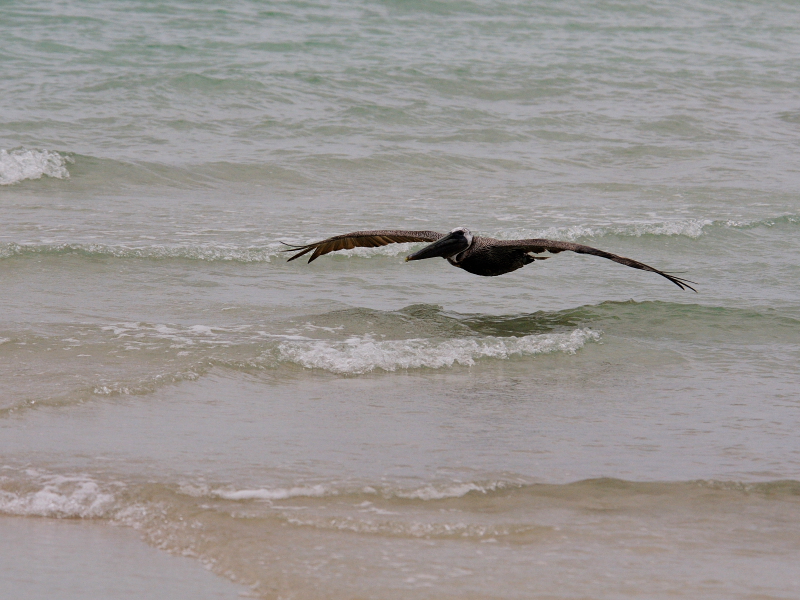 カッショクペリカン （７態-3）　マイアミビーチ　フロリダ　米国　Miami Beach, Florida, USA　2013/06/02　Photo by Kohyuh