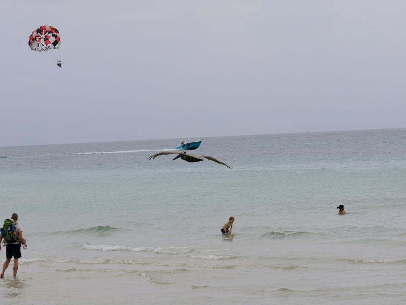 カッショクペリカン （７態-4）　マイアミビーチ　フロリダ　米国　Miami Beach, Florida, USA　2013/06/02　Photo by Kohyuh