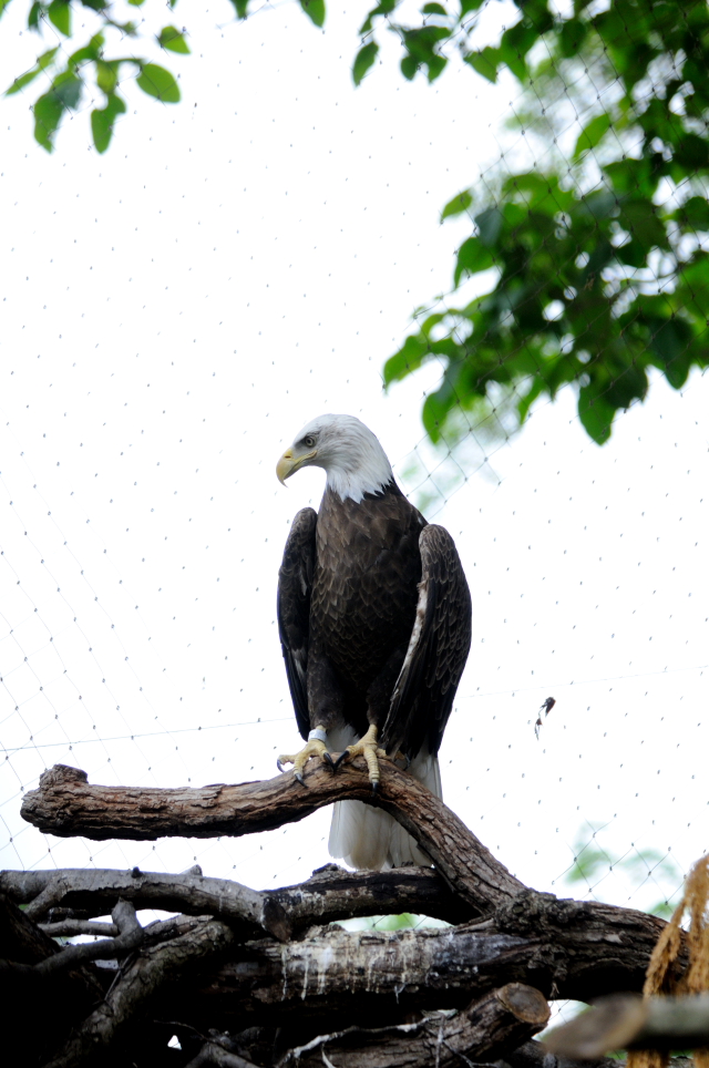 ハクトウワシ （３態-1）　国立動物園　ワシントンＤＣ　　米国　National Zoological Park, Wasington, DC, America　2013/05/27　Photo by Kohyuh