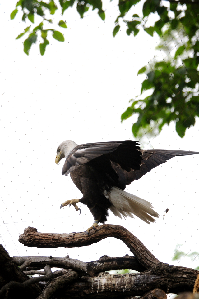 ハクトウワシ （３態-2）　国立動物園　ワシントンＤＣ　　米国　National Zoological Park, Wasington, DC, America　2013/05/27　Photo by Kohyuh