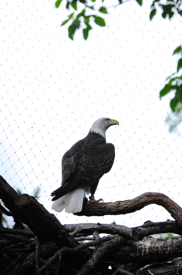 ハクトウワシ （３態-3）　国立動物園　ワシントンＤＣ　　米国　National Zoological Park, Wasington, DC, America　2013/05/27　Photo by Kohyuh