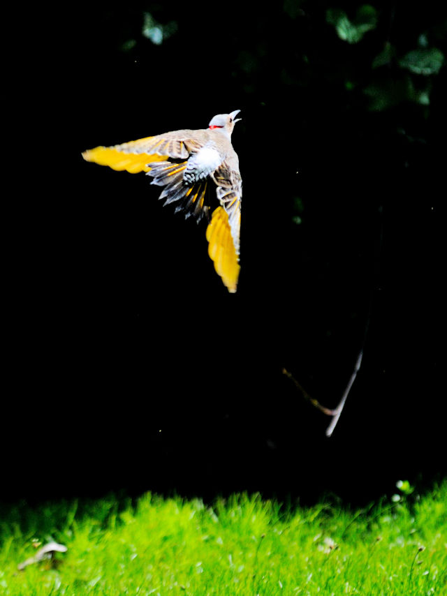 ハシボソキツツキ♀成鳥（４態-4）　（the yellow-shafted 亜種）　ボストン　米国　Boston, America, 2013/05/16　Photo by Kohyuh