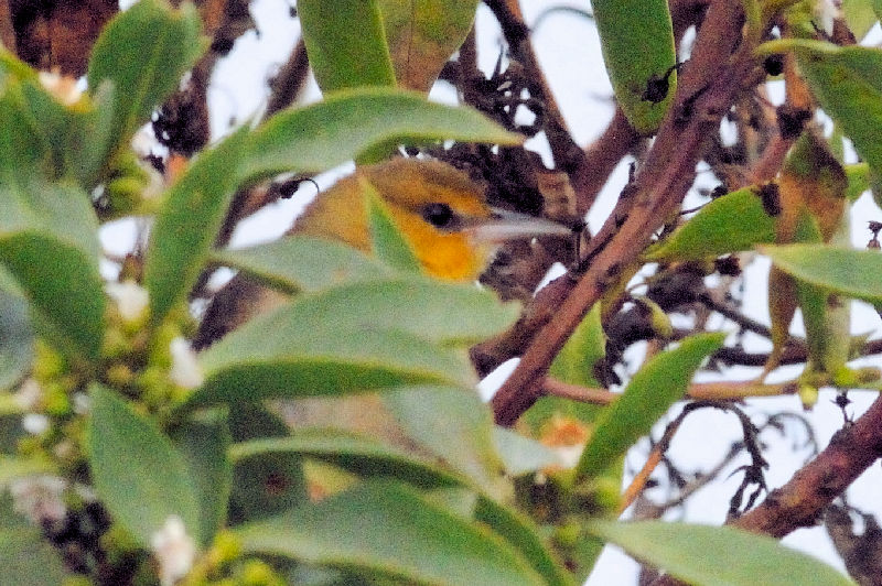 ハシナガヌマミソサザイ　成鳥　モスランディング・ハーバー　カリフォルニア州　米国　Moss Landing Haber, California, USA