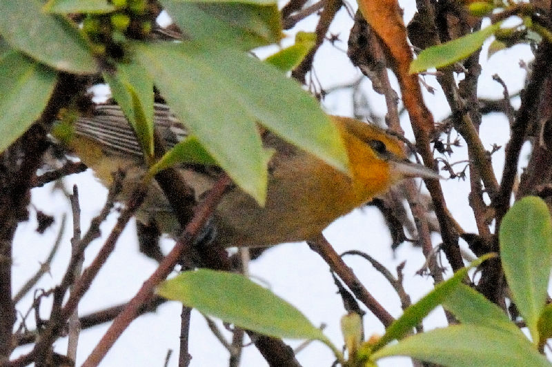 ハシナガヌマミソサザイ　成鳥　モスランディング・ハーバー　カリフォルニア州　米国　Moss Landing Haber, California, USA