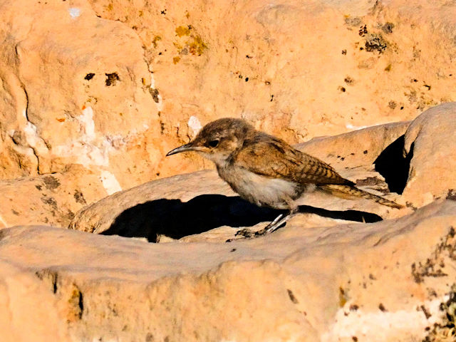ハシナガヌマミソサザイの幼鳥（４態-3） グランドキャニオン国立公園</a>　アリゾナ州　米国 Grand Canyon National Park, Arizona, USA 2013/06/23　Photo by Kohyuh
