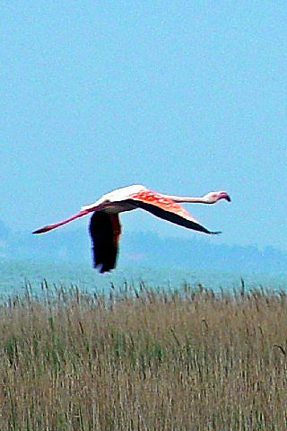 �C ヨーロッパフラミンゴ　成鳥　カマルグ湿原地帯　フランス  Camargue, France　2004/05/02　Photo by Kohyuh
