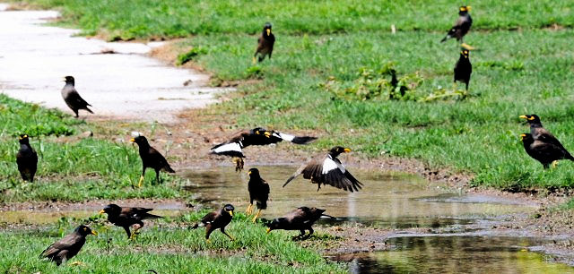 インドハッカの群れ　チョグム公園　クア　ランカウイ島　マレーシア　Chogm Parak, Kua, Pulau KangKawi, Malysia