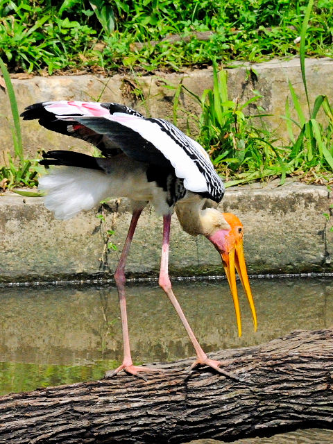 ① インドトキコウ　バード・パーク　マレーシア　Birdpark, Kuala Lumpur, Malaysia　2010/06/04　Photo by Kohyuh