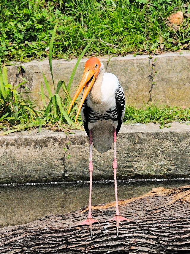 ② インドトキコウ　バード・パーク　マレーシア　Birdpark, Kuala Lumpur, Malaysia　2010/06/04　Photo by Kohyuh