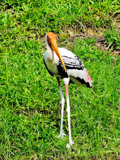 ③ インドトキコウ　バード・パーク　マレーシア　Birdpark, Kuala Lumpur, Malaysia　2010/06/04　Photo by Kohyuh