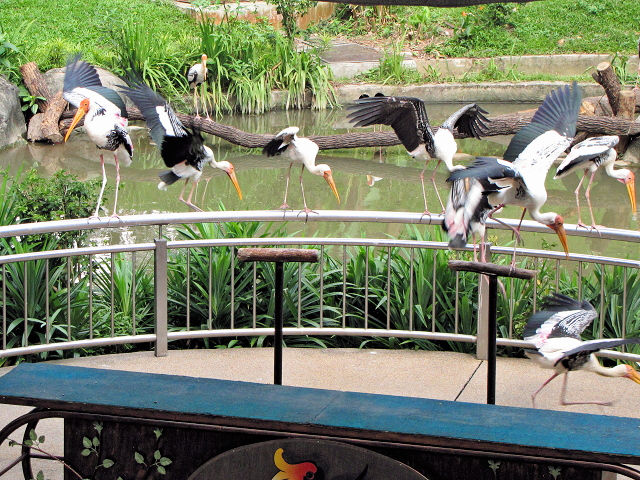 ④ インドトキコウ　バード・パーク　マレーシア　Birdpark, Kuala Lumpur, Malaysia　2010/06/04　Photo by Kohyuh