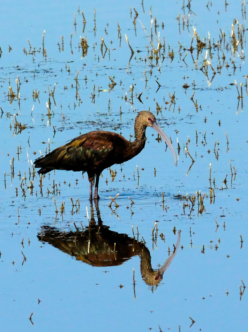 カオジロブロンズトキの幼鳥 （2態）　ヨセミテ国立公園　カリフォルニア州　米国　Yosemite National Park, California, America　2013/07/15　Photo by Kohyuh