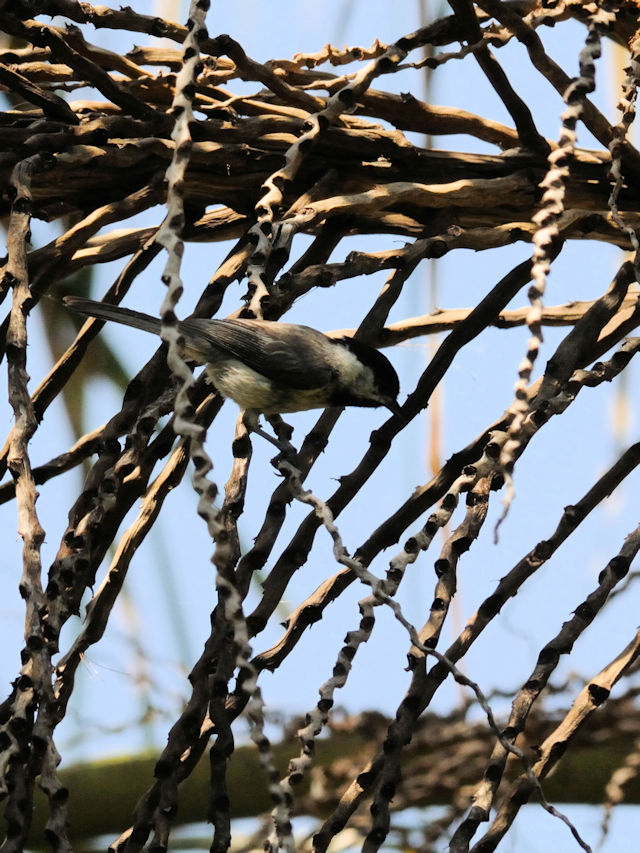 カロライナコガラ（幼鳥）
