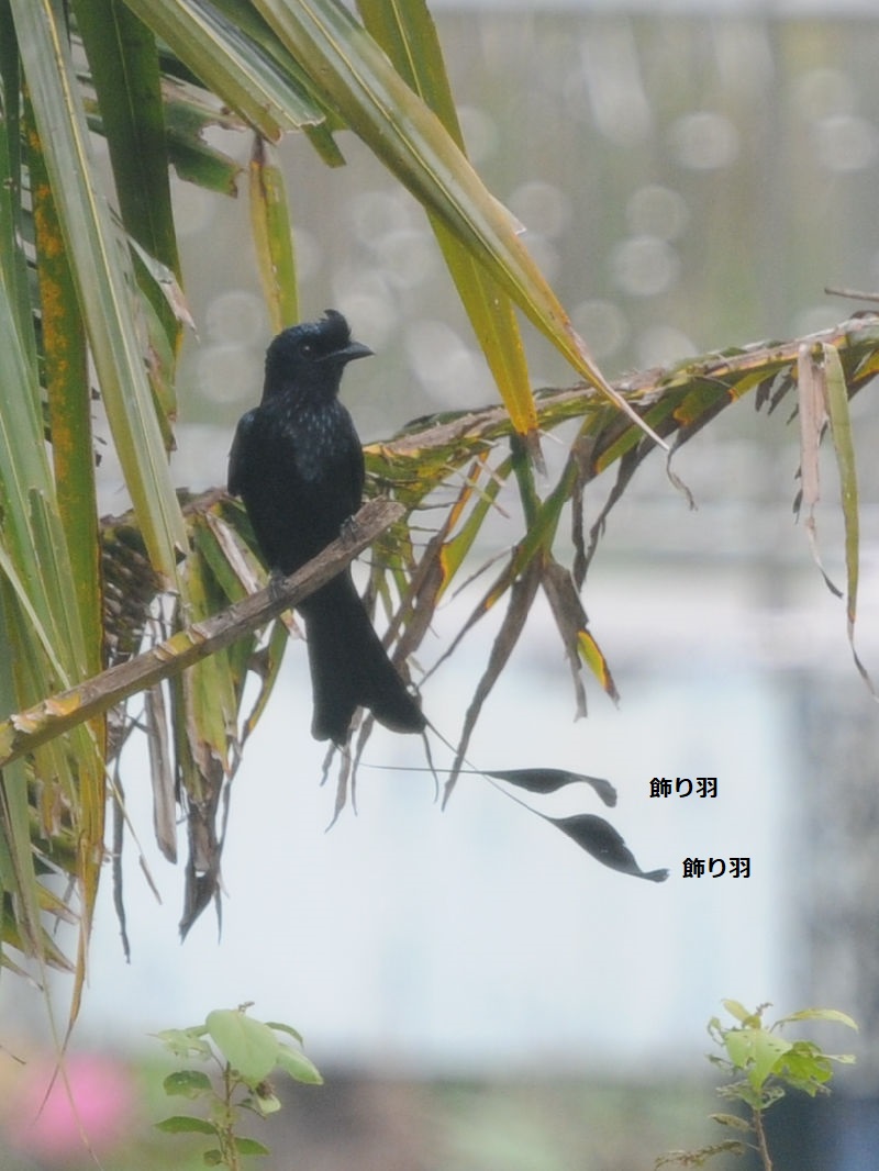 カザリオウチュウ ワット・ヤーナサンワララーム Wat Yanasangwararam パタヤ近郊(タイ) Pattaya Suburbs, Thailand カザリオウチュウ ワット・ヤーナサンワララーム Wat Yanasangwararam パタヤ近郊(タイ) Pattaya Suburbs, Thailand