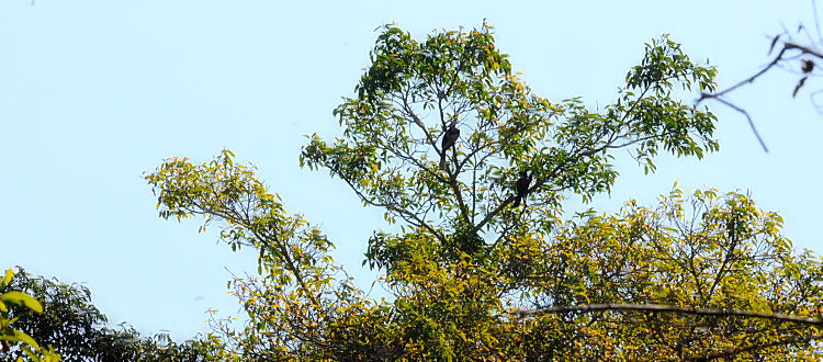 ② キタカササギサイチョウのいる風景　カオヤイ国立公園　タイ　Khao Yai National Park, Thailand　2014/01/28　Photo by Kohyuh