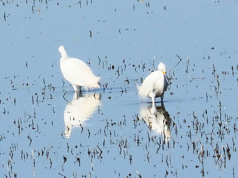 コサギ 成鳥　（２態）　ヨセミテ国立公園　カリフォルニア州　米国　Yosemite National Park, California, America　2013/07/15　Photo by Kohyuh