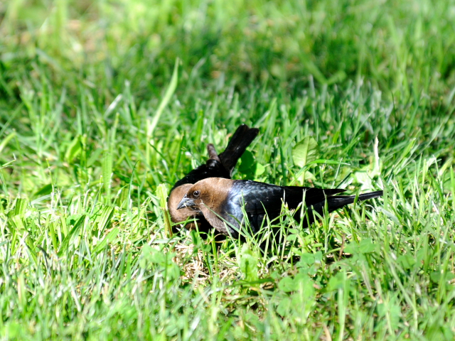 コウウチョウ ♂　成鳥　（６態-1）　西ポトマック公園　ワシントンＤＣ　米国　2013/05/26　Photo by Kohyuh