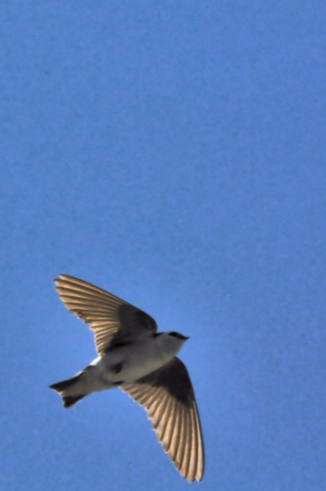 ミドリツバメ成鳥（２態-2）　グランドレイク　コロラド州　米国　Grand Lake, Colorado, CO, America　2013/06/30　Photo by Kohyuh
