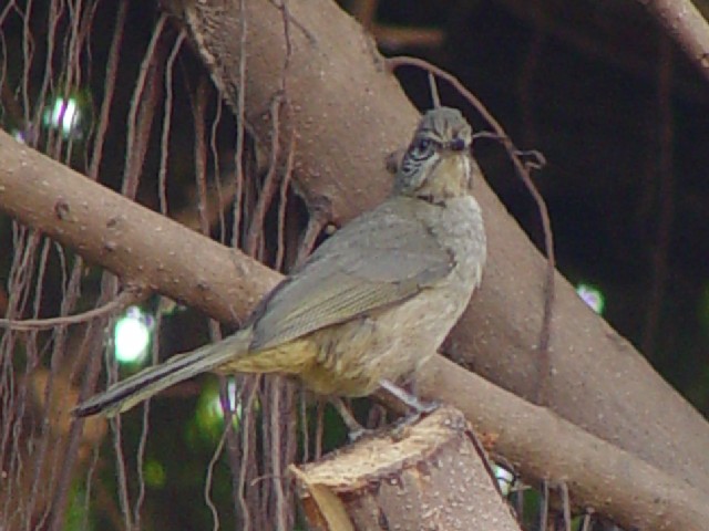 �A ミミジロヒヨドリ　成鳥　シェムリアップ　カンボジア　Siem Reap, Cambodia　2007/01/29　Photo by Kohyuh