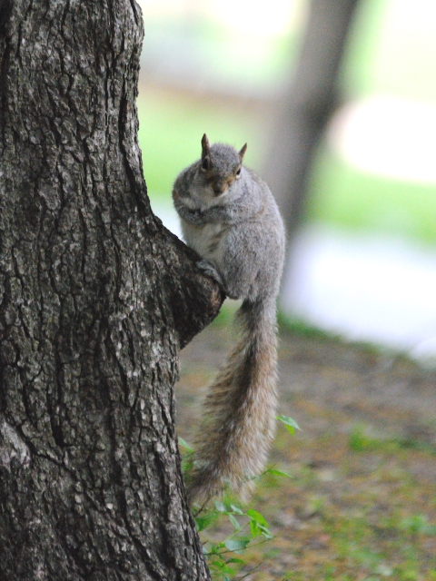ハイイロリス (2)　Grau squirrel （Acsiurus caroolinensis）　セントラル・パーク　ニューヨーク　米国　Central park, Newyork, America　2013/05/13　Photo by Kohyuh