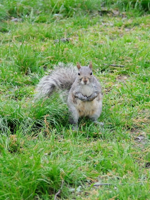 ハイイロリス (1)　Grau squirrel （Acsiurus caroolinensis）　セントラル・パーク　ニューヨーク　米国　Central park, Newyork, America　2013/05/13　Photo by Kohyuh