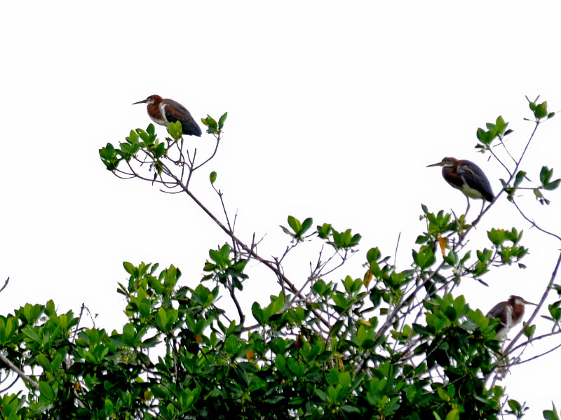 サンショクサギ （若鳥）　マイアミ近郊　フロリダ　米国　near by Miami, Florida, USA　2013/06/05　Photo by Kohyuh