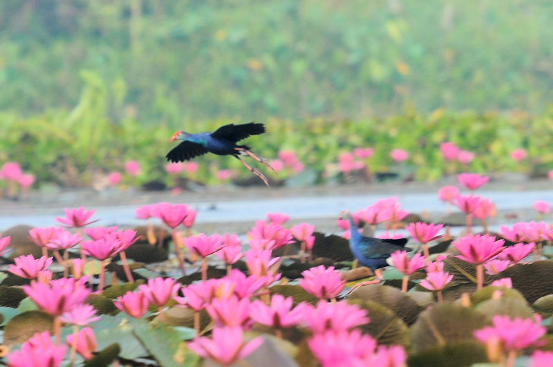 セグロセイケイ 成鳥　ロータスパーク　ウドンタニ　タイ　Lotus Park, Udon Thani, Thailand　2020/03/02　Photo by Kohyuh
