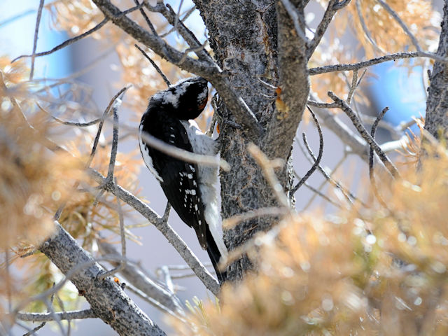 セジロアカゲラ（５態-2） 成鳥 グランドキャニオン国立公園 アリゾナ州　米国 Grand Cayon National Park, Arizona, USA 2013/06/23　Photo by Kohyuh