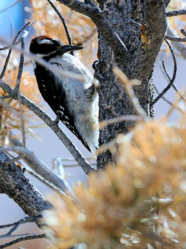 セジロアカゲラ（５態-3） 成鳥 グランドキャニオン国立公園 アリゾナ州　米国 Grand Cayon National Park, Arizona, USA 2013/06/23　Photo by Kohyuh