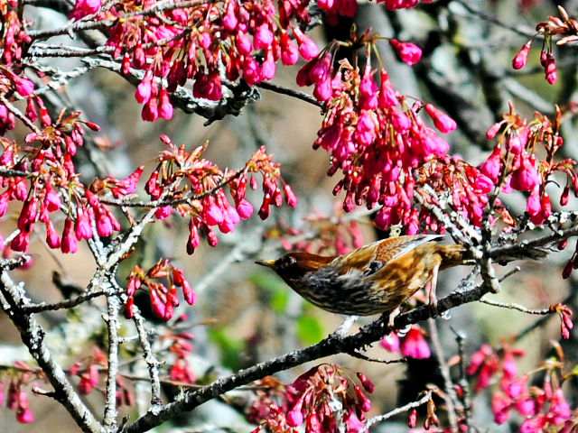 ⑨ シマドリ　成鳥　阿里山国家森林遊楽区　台湾　Alishan National Forest Recreation Area, Taiwan　2012/03/04　Photo by Kohyuh