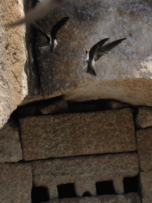 シロハラアマツバメ　成鳥　（８態-6）　カッパドキア</a>　トルコ　Cappadocia, Turkey　2015/06/08　Photo by Kohyuh