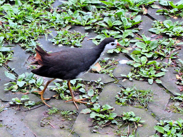 ③ シロハラクイナ　成鳥　台北植物園　台北市　台湾　Taipei Botanical Garden, Taipei, Taiwan　2012/02/25　Photo by Kohyuh