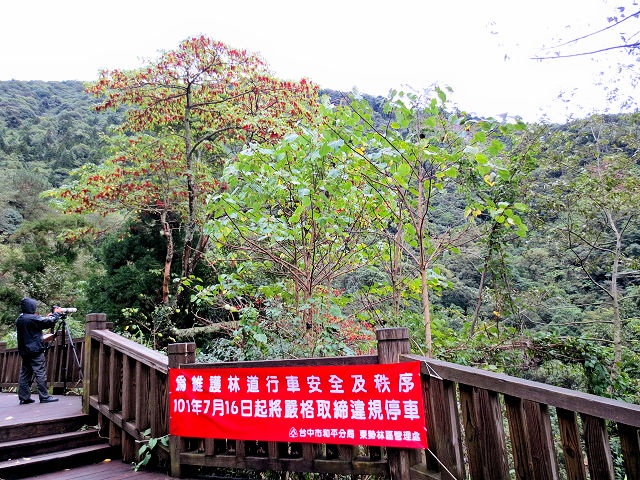 ミミジロチメドリ　成鳥　（６態-5）　賞鳥平台　大雪山国家森林遊楽区　台湾　Bird Watching Deck, Dasyueshan National Forest Recreation Area, Taiwan　2012/11/28　Photo by Kohyuh