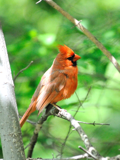 ショウジョウコウカンチョウ （猩々紅冠鳥） Northern Cardinal 