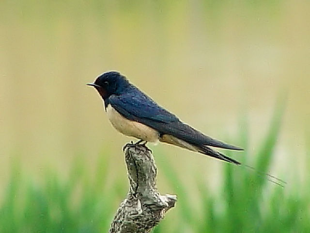 B ツバメ 成鳥 カマルグ湿原地帯 フランス Camargue, France 2004/05/03 Photo by Kohyuh B ツバメ 成鳥 カマルグ湿原地帯 フランス Camargue, France 2004/05/03 Photo by Kohyuh