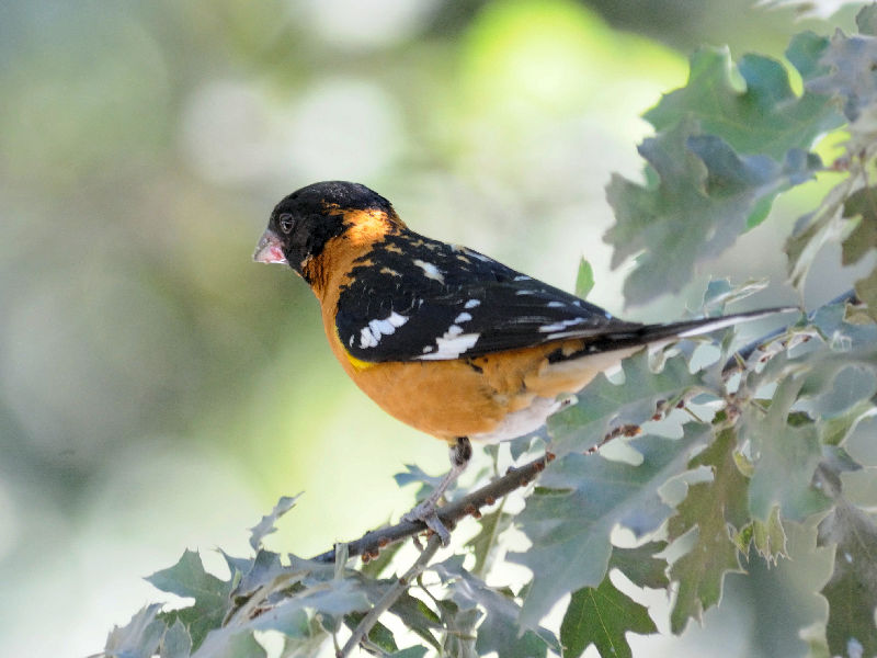 チャバライカル 成鳥　（３態）　ヨセミテ国立公園　カリフォルニア州　米国　Yosemite National Park, California, America. 2013/07/15　Photo by Kohyuh