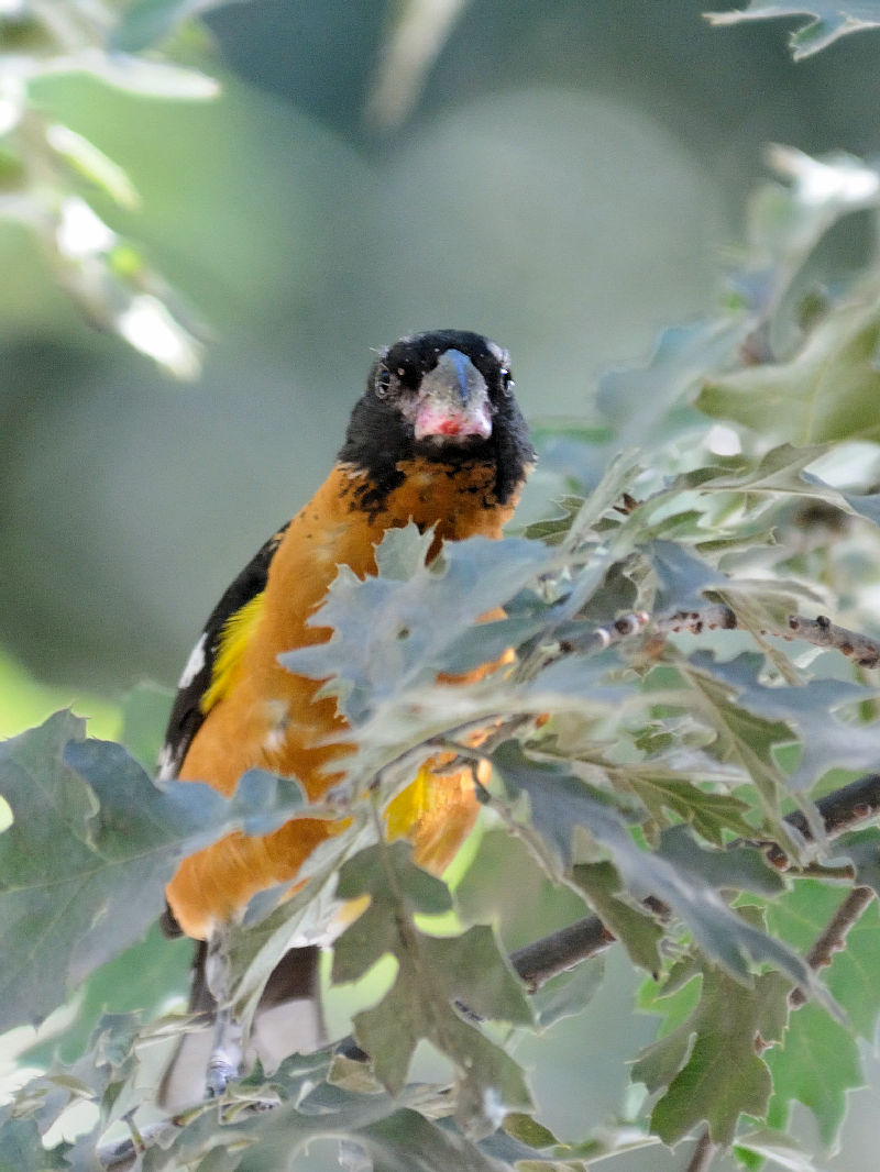 チャバライカル 成鳥　（３態）　ヨセミテ国立公園　カリフォルニア州　米国　Yosemite National Park, California, America. 2013/07/15　Photo by Kohyuh