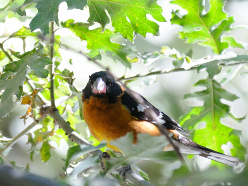 チャバライカル 成鳥　（３態）　ヨセミテ国立公園　カリフォルニア州　米国　Yosemite National Park, California, America. 2013/07/15　Photo by Kohyuh